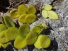 Hoya australis subsp australis-5.jpg